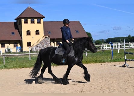 Poney Fell, Jument, 5 Ans, 145 cm, Noir
