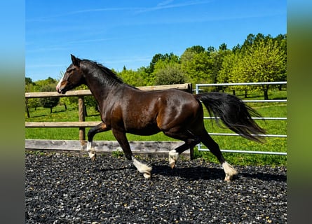 Poney Français de selle, Étalon, 2 Ans, 145 cm, Bai brun
