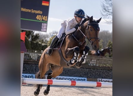 Poney Français de selle, Hongre, 6 Ans, 148 cm, Bai brun