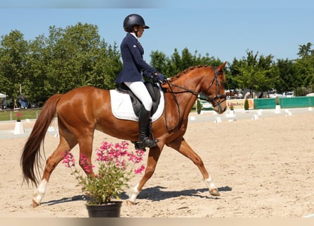 Poney Français de selle, Hongre, 9 Ans, 149 cm, Alezan