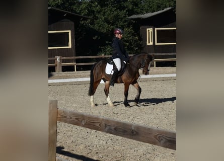 Poney New Forest, Hongre, 14 Ans, 118 cm, Bai