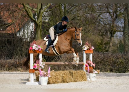 Poney New Forest, Hongre, 17 Ans, 147 cm, Alezan