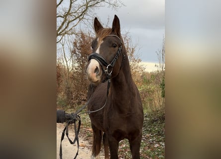 Poney New Forest, Hongre, 2 Ans, Alezan brûlé