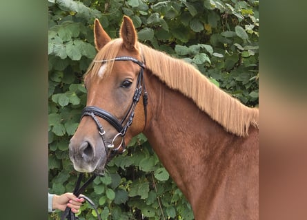 Poney New Forest, Hongre, 4 Ans, 154 cm, Alezan brûlé
