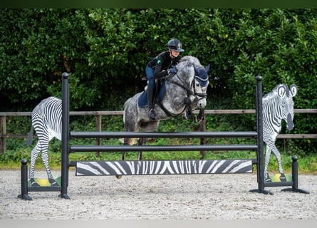 Poney New Forest, Hongre, 6 Ans, 136 cm, Gris