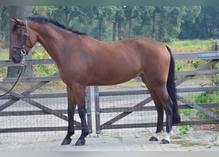 Poney New Forest, Hongre, 6 Ans, 148 cm, Bai