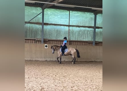 Poney New Forest, Jument, 15 Ans, 142 cm, Isabelle