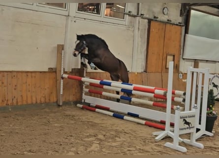 Poney New Forest, Jument, 3 Ans, Bai