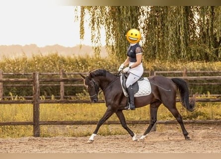 Poney New Forest, Jument, 7 Ans, 138 cm, Noir