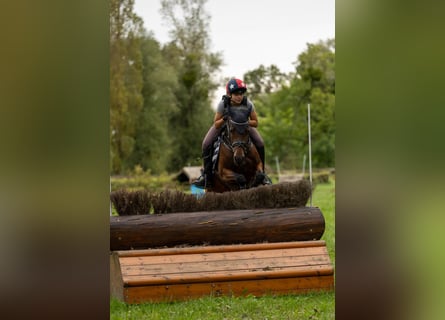Poney New Forest, Jument, 9 Ans, 147 cm, Bai brun