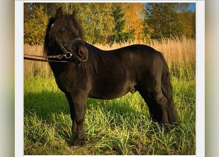 Poneys Shetland, Étalon, 14 Ans, 103 cm, Noir