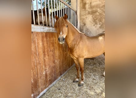 Poneys Shetland, Étalon, 17 Ans, Alezan