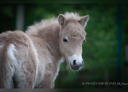 Poneys Shetland, Étalon, 1 Année, 102 cm, Alezan
