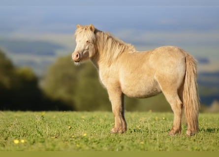 Poneys Shetland, Étalon, 1 Année, 102 cm, Perlino