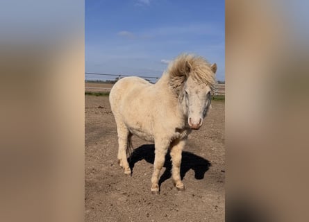 Poneys Shetland, Étalon, 1 Année, 102 cm, Perlino