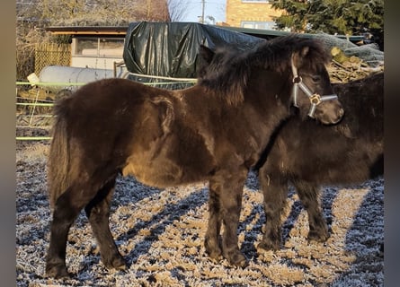 Poneys Shetland, Étalon, 1 Année, 108 cm, Noir