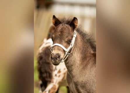 Poneys Shetland, Étalon, 1 Année, 108 cm, Noir