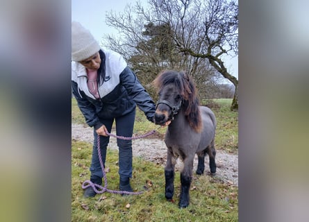 Poneys Shetland, Étalon, 1 Année, 80 cm, Bai