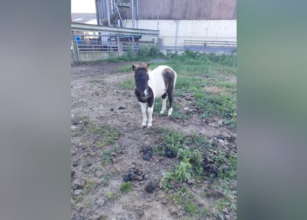 Poneys Shetland, Étalon, 1 Année, 90 cm