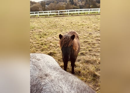 Poneys Shetland, Étalon, 1 Année, Noir