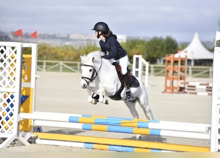 Poneys Shetland, Étalon, 20 Ans, 110 cm, Pinto