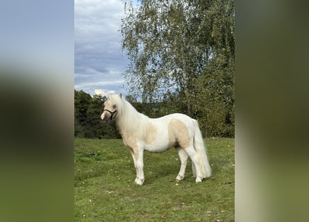 Poneys Shetland, Étalon, 2 Ans, 82 cm, Pinto