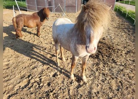 Poneys Shetland Croisé, Étalon, 5 Ans, 110 cm, Aubère