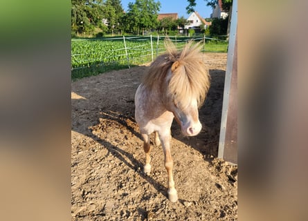 Poneys Shetland Croisé, Étalon, 5 Ans, 110 cm, Aubère