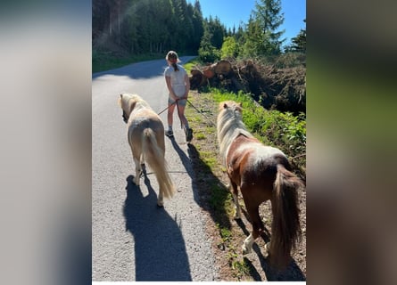 Poneys Shetland, Étalon, 5 Ans, 84 cm