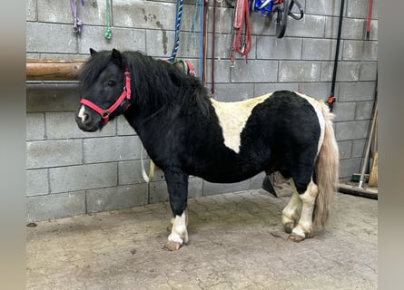 Poneys Shetland, Étalon, 9 Ans, 106 cm, Pinto