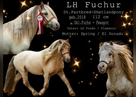Poneys Shetland, Étalon, 8 Ans, 112 cm, Léopard
