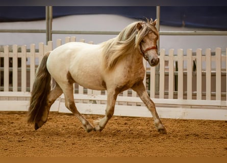 Poneys Shetland, Étalon, 8 Ans, 112 cm, Léopard