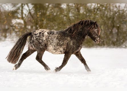 Poneys Shetland, Étalon, 5 Ans, 108 cm, Léopard