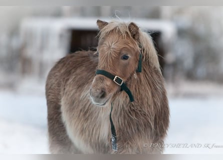 Poneys Shetland, Étalon, Poulain (06/2024), 100 cm, Alezan