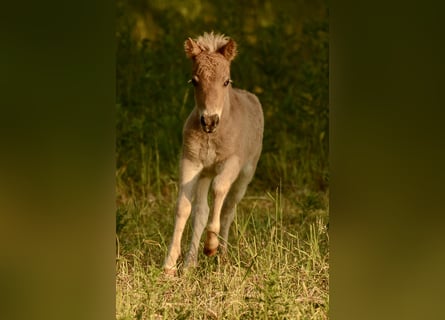 Poneys Shetland, Étalon, , 105 cm, Léopard