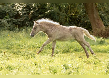 Poneys Shetland, Étalon, Poulain (05/2025), 105 cm, Léopard