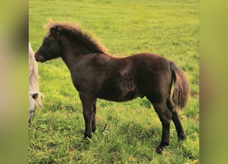 Poneys Shetland, Étalon, , 108 cm, Noir