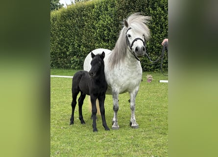 Poneys Shetland, Étalon, , Gris noir