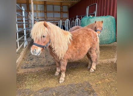 Poneys Shetland, Hongre, 10 Ans, 85 cm