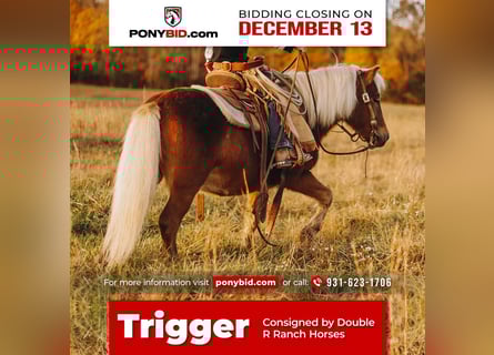 Poneys Shetland, Hongre, 11 Ans, 102 cm, Alezan brûlé