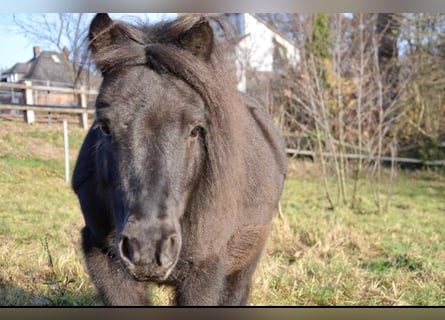 Poneys Shetland, Hongre, 13 Ans, 108 cm, Noir