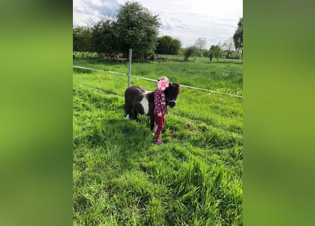 Poneys Shetland, Hongre, 15 Ans, 82 cm, Pinto