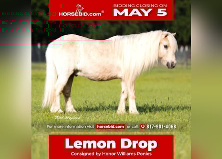 Poneys Shetland, Hongre, 15 Ans, 97 cm, Palomino
