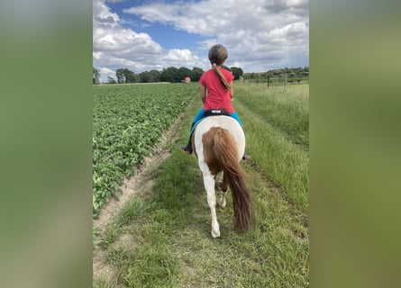 Poneys Shetland, Hongre, 17 Ans, 100 cm, Pinto