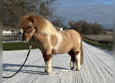 Poneys Shetland, Hongre, 17 Ans, 90 cm, Pinto
