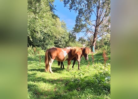 Poneys Shetland, Hongre, 2 Ans, 105 cm, Pinto