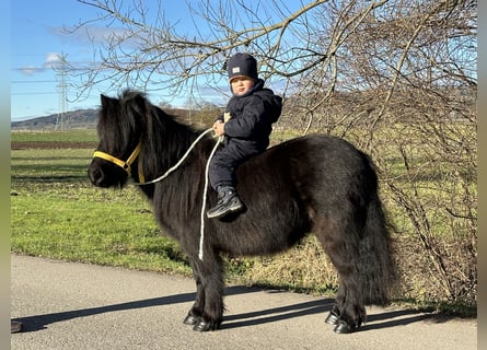 Poneys Shetland, Hongre, 3 Ans, 100 cm, Noir