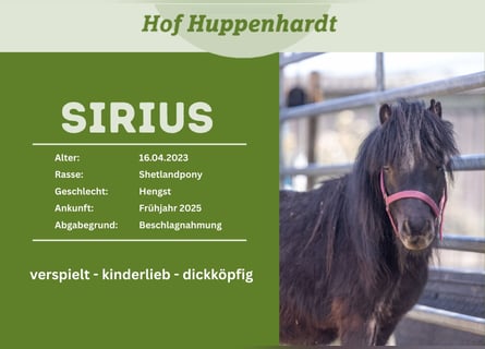 Poneys Shetland, Hongre, 3 Ans, 81 cm, Noir