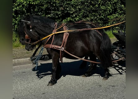 Poneys Shetland, Hongre, 4 Ans, 100 cm, Noir