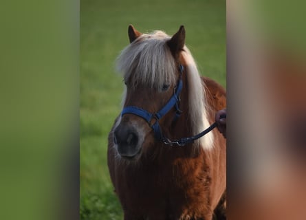 Poneys Shetland, Hongre, 4 Ans, 110 cm, Alezan